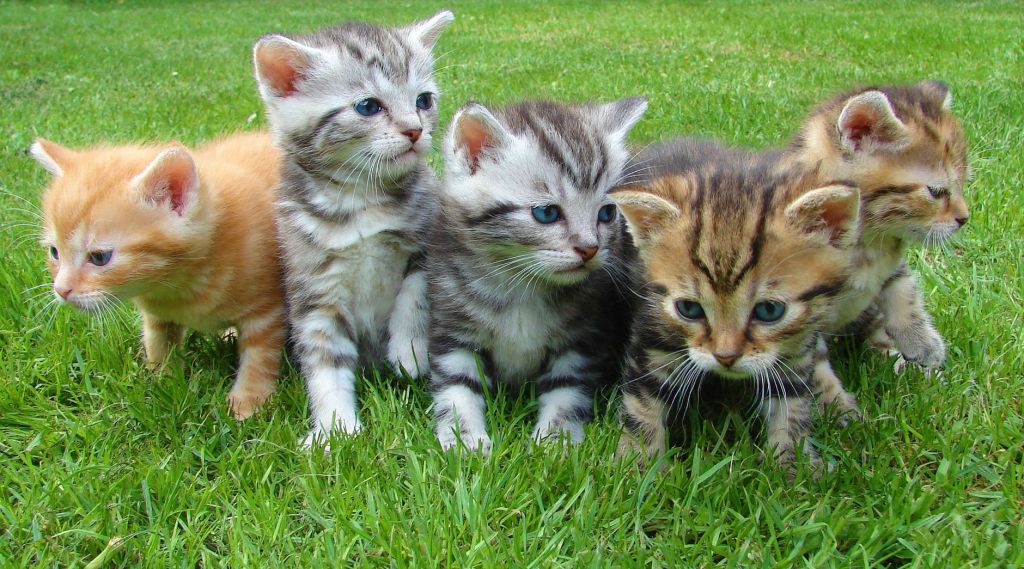 I dream of&nbsp;kittens